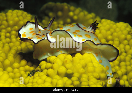 Nudibranche Chromodoris annulata, annelés, Dahab, Sinai, Red Sea, Egypt Banque D'Images