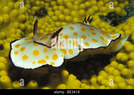 Nudibranche Chromodoris annulata, annelés, Dahab, Sinai, Red Sea, Egypt Banque D'Images