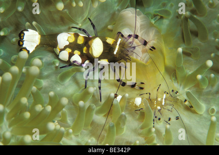 Paire de crevette commensale de l'anémone, Periclimenes Brevicarpalis, Bunaken, Sulawesi, Indonésie Banque D'Images