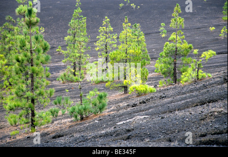 Paysage volcanique à Cumbre Vieja Nature Park, El Hierro, Îles Canaries, Espagne, l'Océan Atlantique Banque D'Images