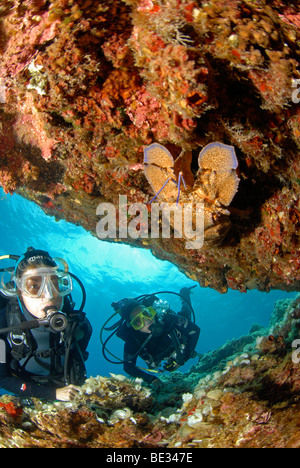 Diver conclut cigale de mer, Péninsule de Datça, Aegaen, Mer Méditerranée, Turquie Banque D'Images