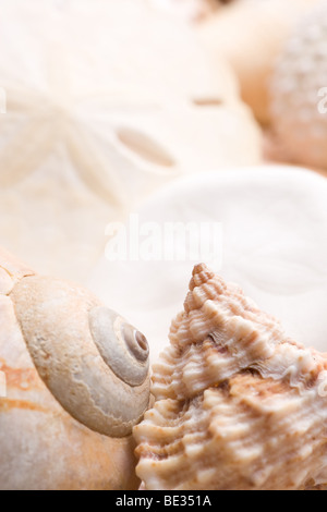 Fond coquillage avec différentes sortes de coquillages Banque D'Images