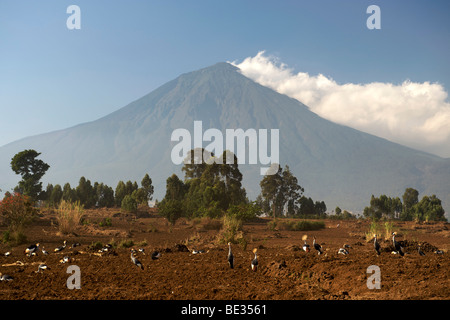 Grues couronnées grises en face du mont Muhavura, l'un des trois sommets du Mgahinga Gorilla National Park dans l'Ouganda. Banque D'Images