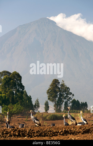 Grues couronnées grises en face du mont Muhavura, l'un des trois sommets du Mgahinga Gorilla National Park dans l'Ouganda. Banque D'Images