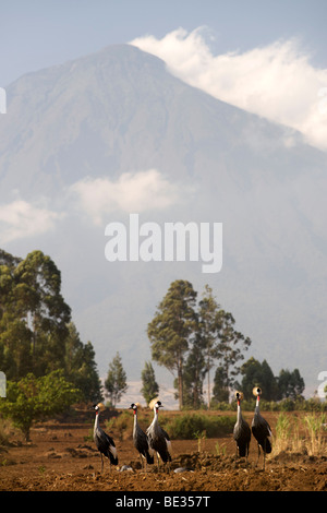 Grues couronnées grises en face du mont Muhavura, l'un des trois sommets du Mgahinga Gorilla National Park dans l'Ouganda. Banque D'Images