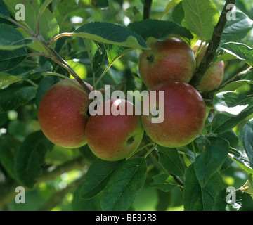 Les pommes mûres sur l'arbre, variété Découverte, Devon Banque D'Images