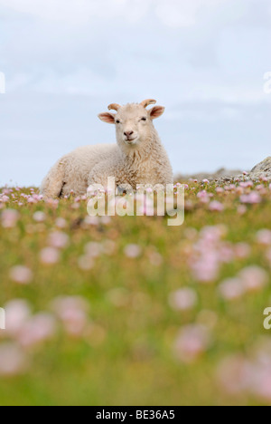 Les jeunes ram sur une prairie avec Armeria ou la mer roses, Fair Isle, Royaume-Uni, Europe Banque D'Images