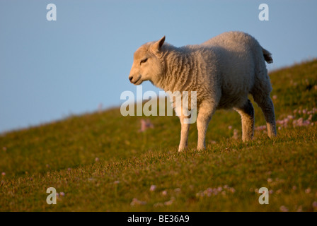 Les jeunes moutons dans la lumière du soir, à gauche, Fair Isle, Royaume-Uni, Europe Banque D'Images