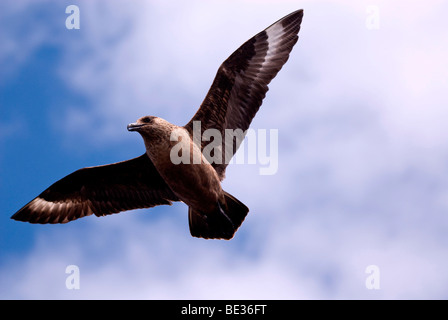 Grand Labbe (Stercorarius skua) dans l'attaque, Fair Isle, Shetland, Royaume-Uni, Europe Banque D'Images