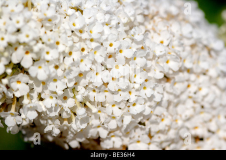 / Buddleja davidii Buddleia (Arbre aux papillons blancs), England, UK Banque D'Images