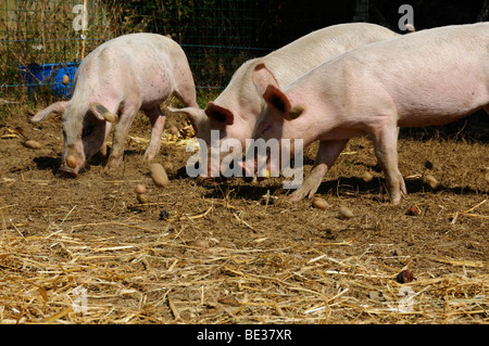 Stock photo d'un garçon de 9 ans, d'aider à la ferme avec les porcs. Banque D'Images