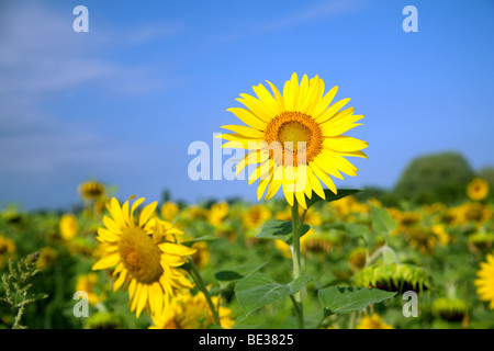Un tournesol dans un champ contre un ciel bleu Banque D'Images