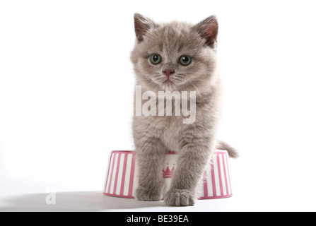 British Shorthair chaton dans une gamelle Banque D'Images