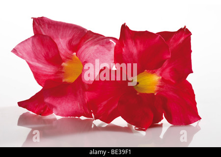 Dipladenia ou Mandevilla fleurs Banque D'Images