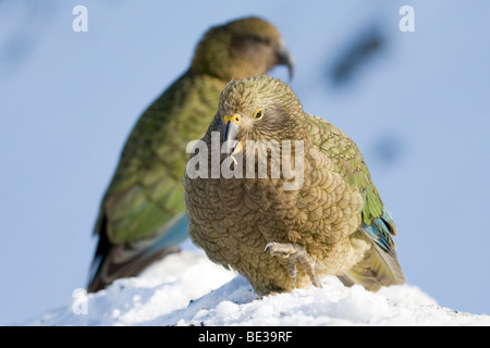 Nestor notabilis Kea (adultes) paire se nourrissant de débris d'aliments à Mt Hutt, Nouvelle Zélande Banque D'Images