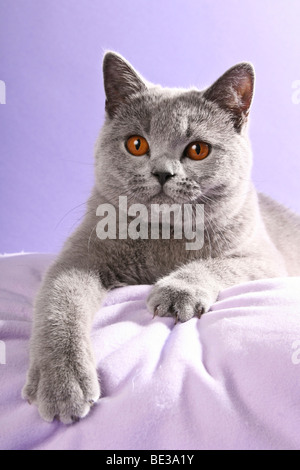 Chat British Shorthair, le mensonge Banque D'Images