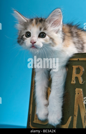 Chat norvégien, chaton en boîte nostalgique Banque D'Images