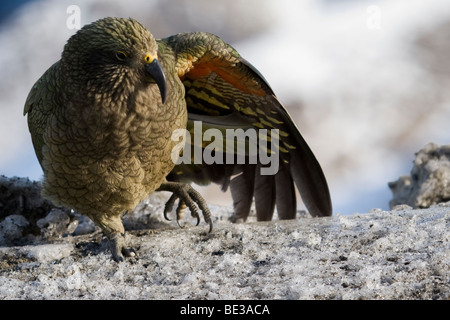 Nestor notabilis Kea (adultes) étend ses ailes au Mt Hutt, Nouvelle Zélande Banque D'Images