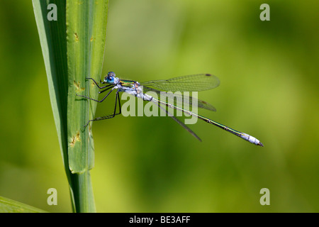 Demoiselle d'Émeraude mâle (Lestes sponsa) Banque D'Images