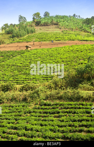 Voir à travers les plantations de thé et les terres agricoles limitrophes de Bwindi Impenetrable National Park dans le sud de l'Ouganda. Banque D'Images