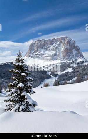 Sassolungo mountain (3181m), Val Gardena, Dolomites, Tyrol du Sud, Italie, Trentin-Haut-Adige Banque D'Images