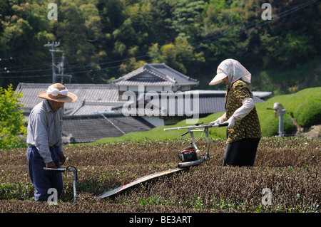 Les agriculteurs en t les buissons de coupe retour à hauteur de travail normal, Sagara, préfecture de Shizuoka, Japon, Asie Banque D'Images