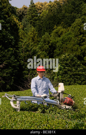 Les agriculteurs en t les buissons de coupe retour à hauteur de travail normal, Sagara, préfecture de Shizuoka, Japon, Asie Banque D'Images