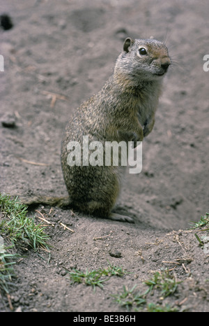 L'écureuil d'Uinta (Urocitellus armatus), anciennement (Citellus armatus), près de son terrier, Wyoming, États-Unis. Banque D'Images