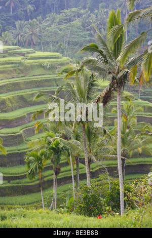 Les rizières, Tegal Lalang, dans la lumière du matin, Bali, Indonésie, Asie du sud-est Banque D'Images