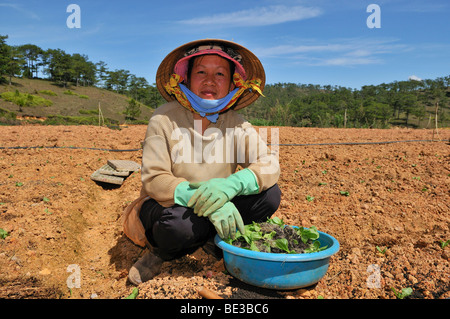 Les femmes travaillant dans le domaine, Dalat, hauts plateaux du centre, Vietnam, Asie Banque D'Images