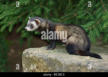 Le Putois d'Europe (Mustela putorius) Banque D'Images