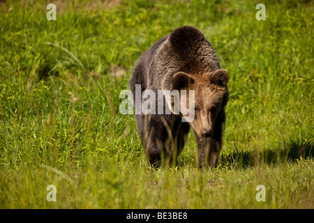 Ours brun (Ursus arctos), Weilburg zoo, Hesse, Germany, Europe Banque D'Images