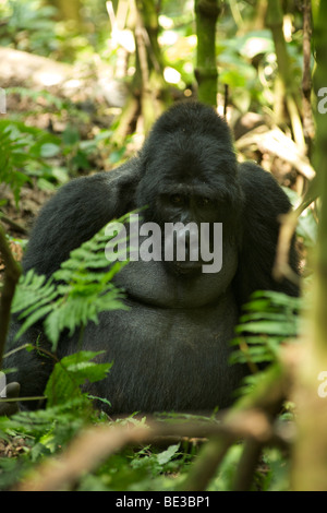 Silverback gorille de montagne (Gorilla beringei beringei) dans Bwindi Impenetrable National Park dans le sud de l'Ouganda. Banque D'Images