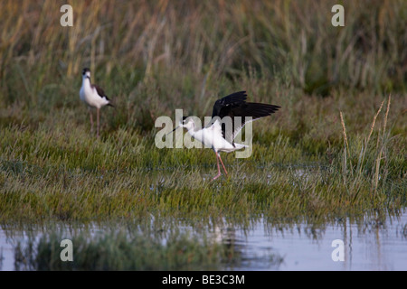 'Échasses d'Amérique (Himantopus mexicanus), Palo Alto, Californie, USA Baylands Banque D'Images