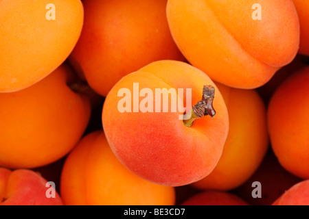 L'abricot (Prunus armeniaca) Banque D'Images