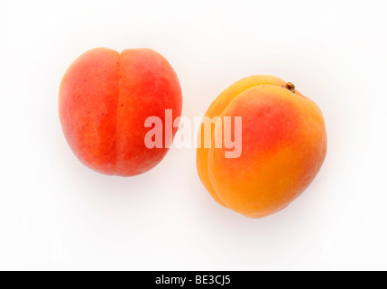 L'abricot (Prunus armeniaca) Banque D'Images