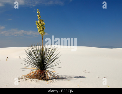 Savon fleurs de Yucca Yucca elata (arbre) dans le Parc National de White Sands, au Nouveau Mexique, USA, Amérique du Nord Banque D'Images