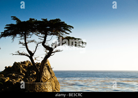 Lone Cypress Tree 17 Mile Drive Pebble Beach California États-Unis // PACIFIC GROVE, Californie — L'emblématique Lone Cypress Tree se trouve sur un éperon rocheux surplombant l'océan Pacifique le long de la pittoresque 17 Mile Drive à Pebble Beach. Ce cyprès de Monterey (Cupressus macrocarpa), âgé de plus de 250 ans, est un monument célèbre. C'est un symbole de la beauté sauvage du littoral californien. Le 17-Mile Drive est une route privée pittoresque connue pour ses vues côtières à travers Pebble Beach et Pacific Grove. Banque D'Images