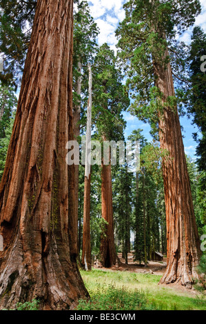 PARC NATIONAL DE YOSEMITE, Californie — D'imposants séquoias géants atteignent le ciel à Mariposa Grove, leurs troncs massifs éclipsant les visiteurs sur le sentier forestier. Ces arbres anciens, dont certains ont plus de 2 000 ans, mettent en valeur l'ampleur impressionnante et la longévité de l'écosystème emblématique du séquoia de Yosemite. Banque D'Images