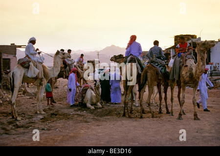 Les cavaliers de chameau, des bédouins, des Egyptiens, des chameaux, dans la soirée, Dahab, Sinaï, Égypte, Afrique Banque D'Images