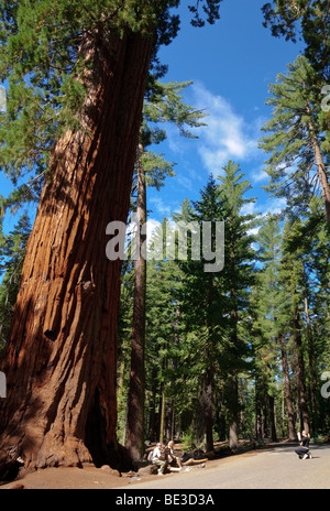 PARC NATIONAL DE YOSEMITE, Californie — D'imposants séquoias géants atteignent le ciel à Mariposa Grove, leurs troncs massifs éclipsant les visiteurs sur le sentier forestier. Ces arbres anciens, dont certains ont plus de 2 000 ans, mettent en valeur l'ampleur impressionnante et la longévité de l'écosystème emblématique du séquoia de Yosemite. Banque D'Images