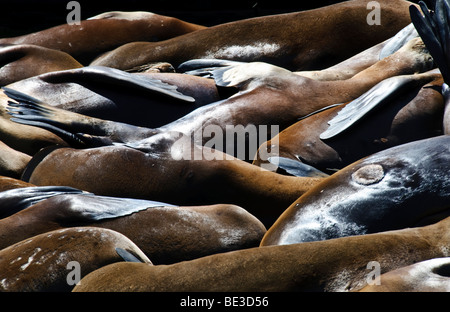 California Sea Lions Basking Pier 39 San Francisco États-Unis // SAN FRANCISCO, Californie, États-Unis — les otaries de Californie (Zalophus californianus) se prélassent sur le K-Dock du Pier 39, une attraction importante sur le front de mer de San Francisco. Ces mammifères marins ont commencé à arriver en grand nombre après le tremblement de terre de Loma Prieta de 1989, trouvant les quais un refuge sûr. La colonie a depuis grandi, attirant les visiteurs à observer leur comportement et leurs aboiements distinctifs. Pier 39 est situé près de Fisherman’s Wharf, une destination touristique populaire de la ville. Les lions de mer sont un soupir célèbre et emblématique Banque D'Images