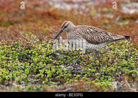 Courlis corlieu (Numenius phaeopus) à l'embrayage, toundra sans arbres dans le nord de la Norvège, de l'Europe Banque D'Images