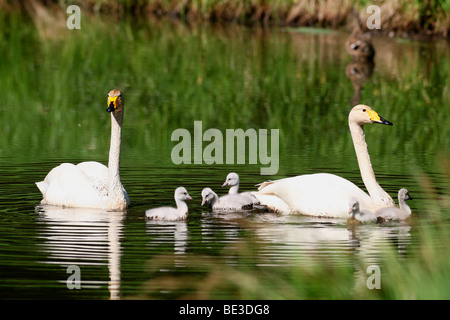 Cygne chanteur (Cygnus cygnus) avec les poussins, Laponie, Finlande, Europe Banque D'Images