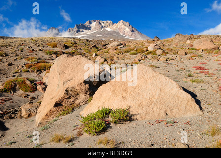 Face Sud du Mont Hood volcan, Cascades, dans l'Oregon, USA Banque D'Images