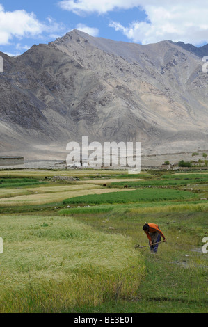 Le contrôle de la femme ladakhis arrosage d'un champ d'orge, à environ 4000 m d'altitude, dans l'économie d'oasis désert montagneux, La Vallée de Nubra, L Banque D'Images