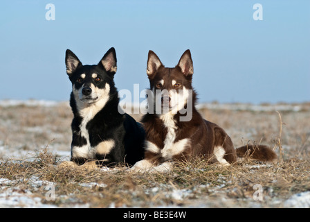 Deux Lapponian éleveurs, Lapinporokoira Lapp, chiens de Rennes, allongé sur un pré, l'hiver Banque D'Images