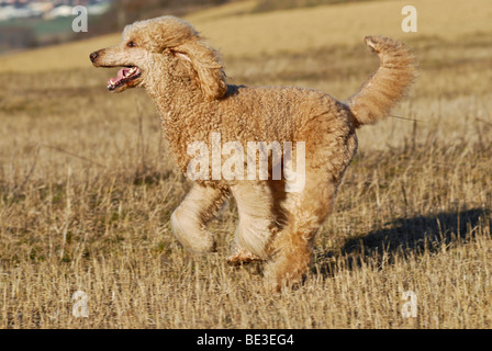 Grande course, caniche abricot caniche géant Banque D'Images