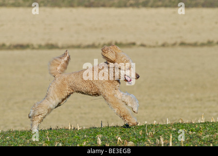 Grande course, caniche abricot caniche géant Banque D'Images