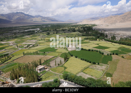 Thikse Monastery, photo aérienne de la vallée de l'Indus, fleuve oasis avec les champs d'orge, de l'irrigation, de fermes et de désert montagneux, cont Banque D'Images